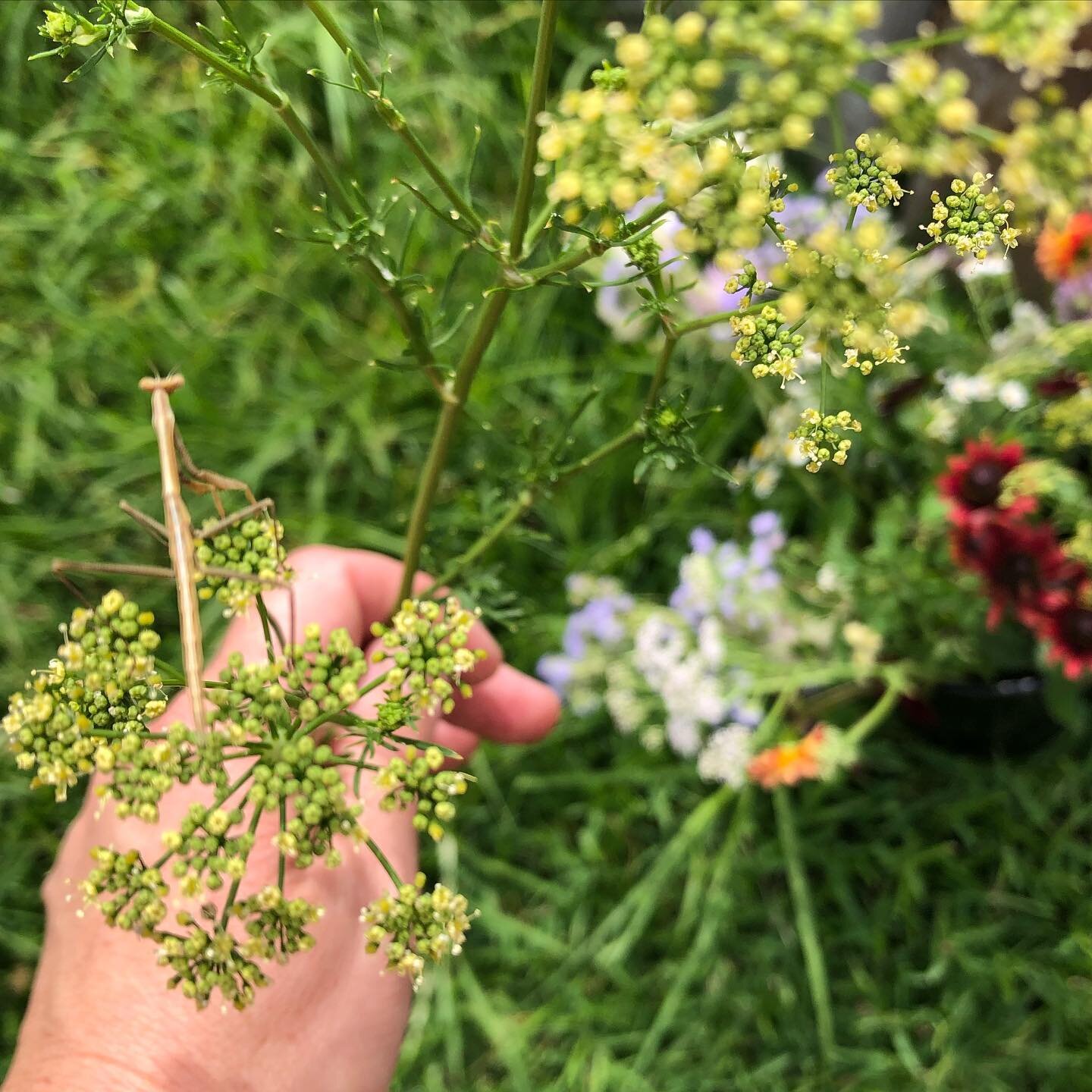 .
.
Praying mantis and seeded parsley.
.
.
The joy.
.
.
#organicgardening #flowerfarmer #insectfriendlygarden #prayingmantis #parsley #nospray #safetosniff #nochemicalshere