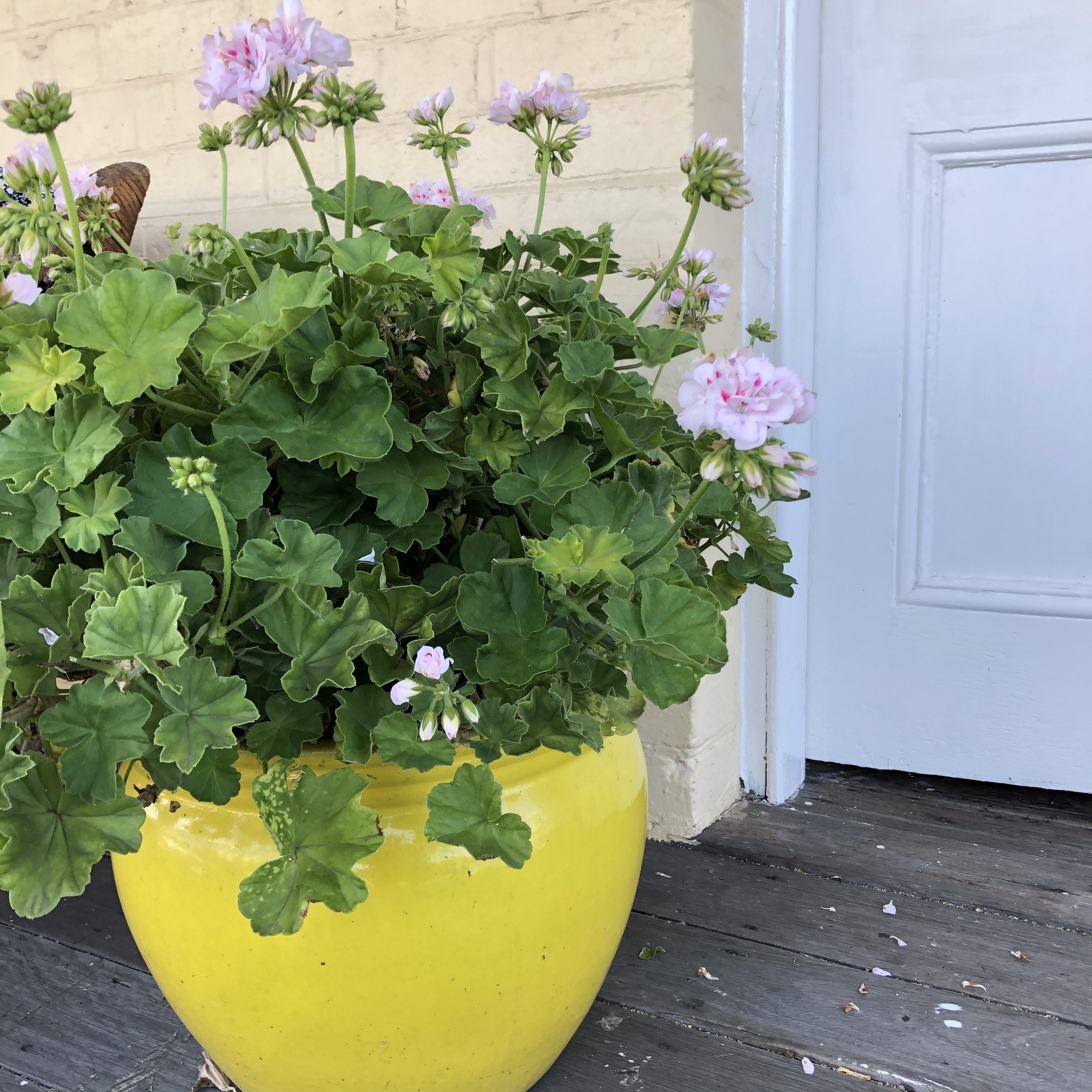 An Arguement For Growing In Pots