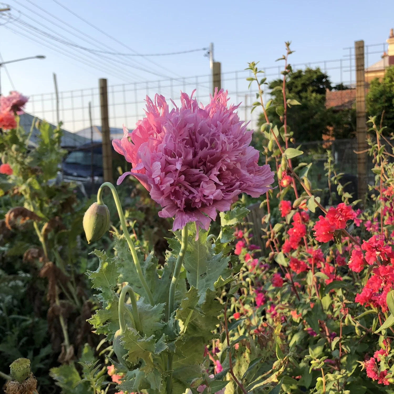 Autumn planting for Australian spring abundance