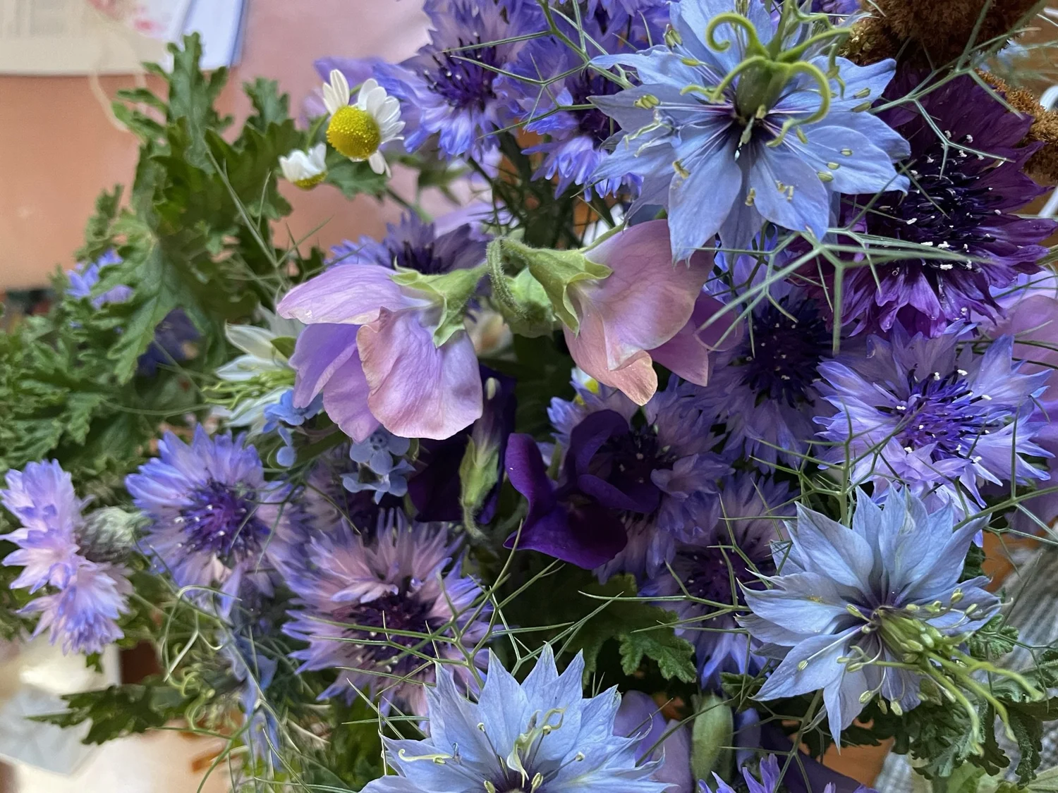 How to grow nigella IN AUSTRALIA