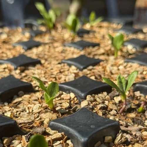 Why we grow things we could just buy