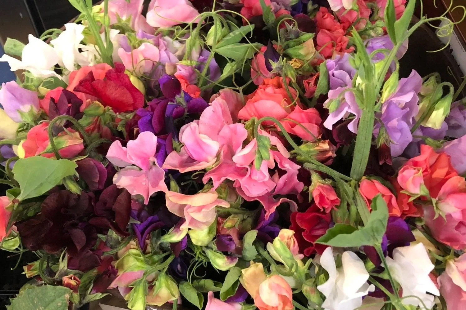 The Case for Growing Flowers from Seed (Even if You're a Complete Beginner)