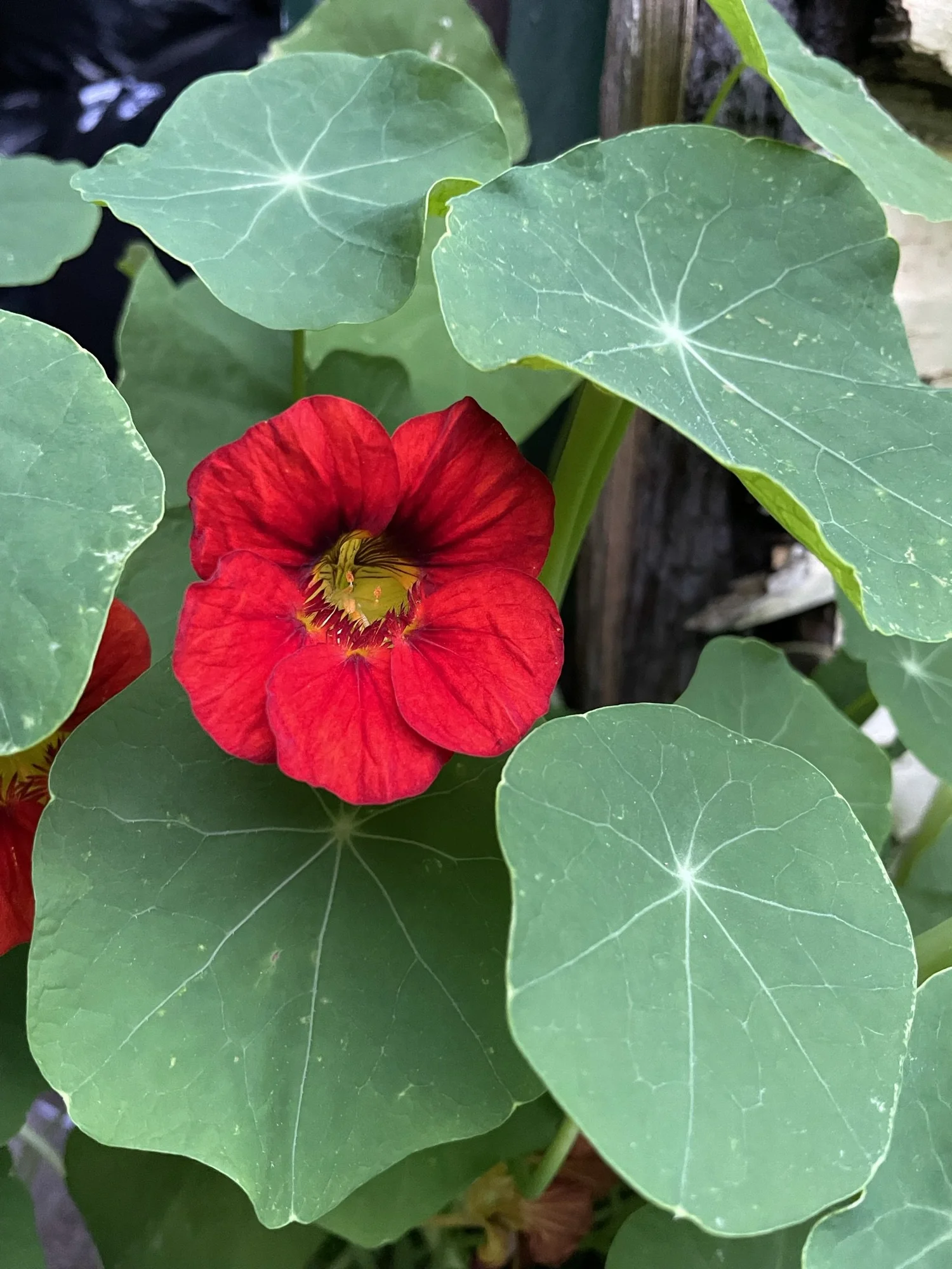 Everyone Should Grow Nasturtiums. Hear Me Out.