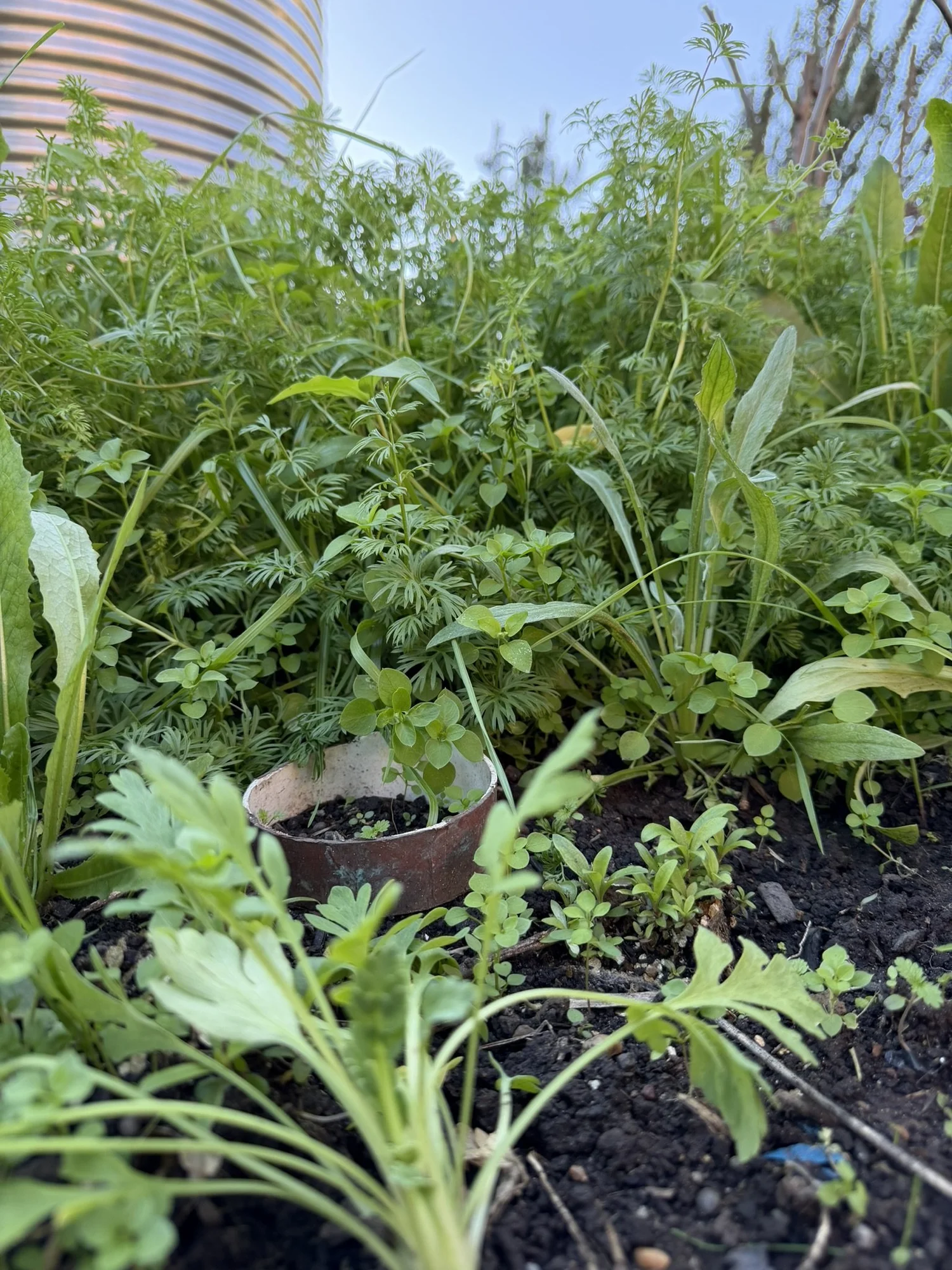 Chaos Gardening: A Celebration of Abundance
