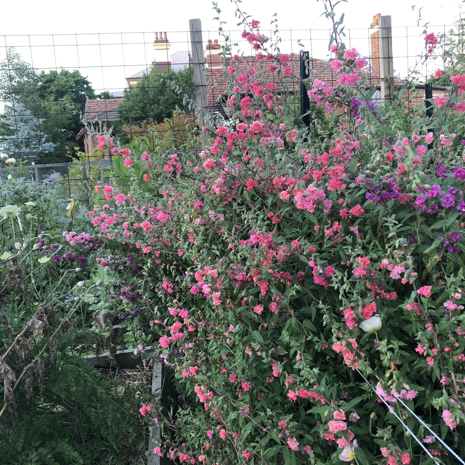 IMG_7186.JPEG