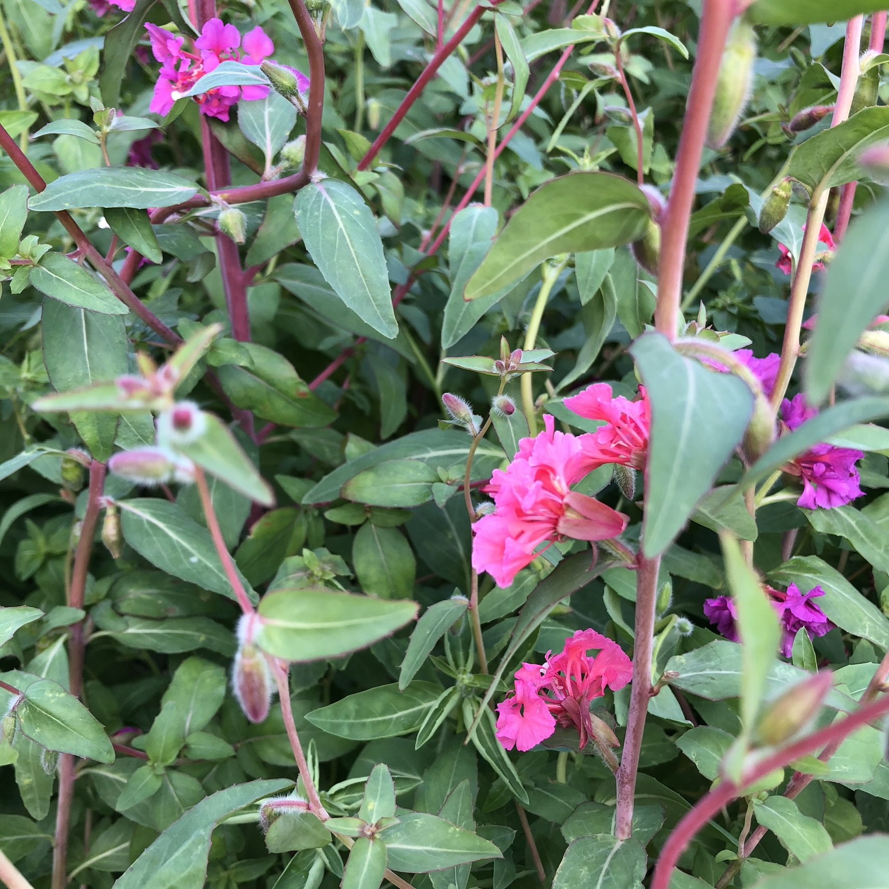 IMG_3556.JPEG