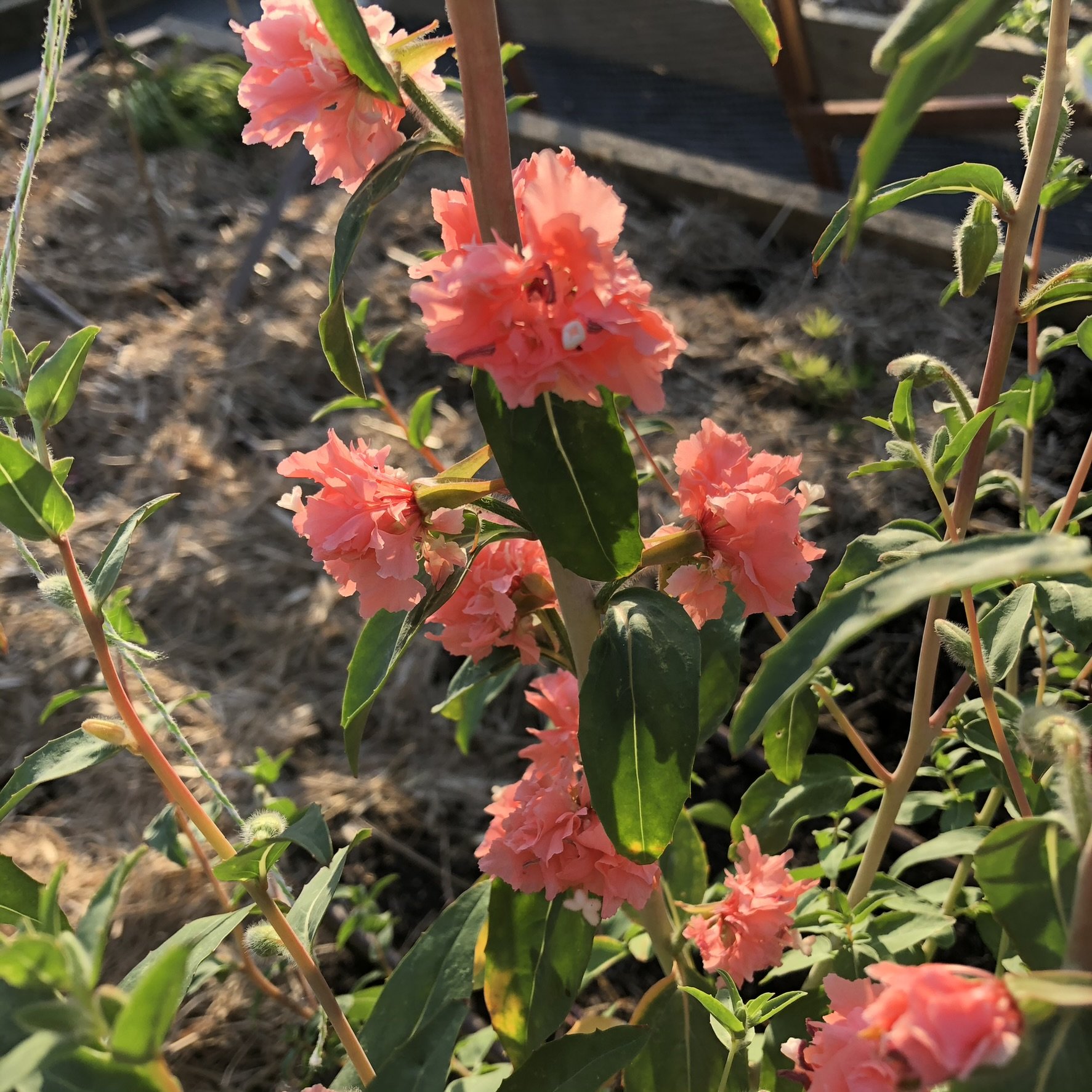 HOW TO GROW CLARKIA 