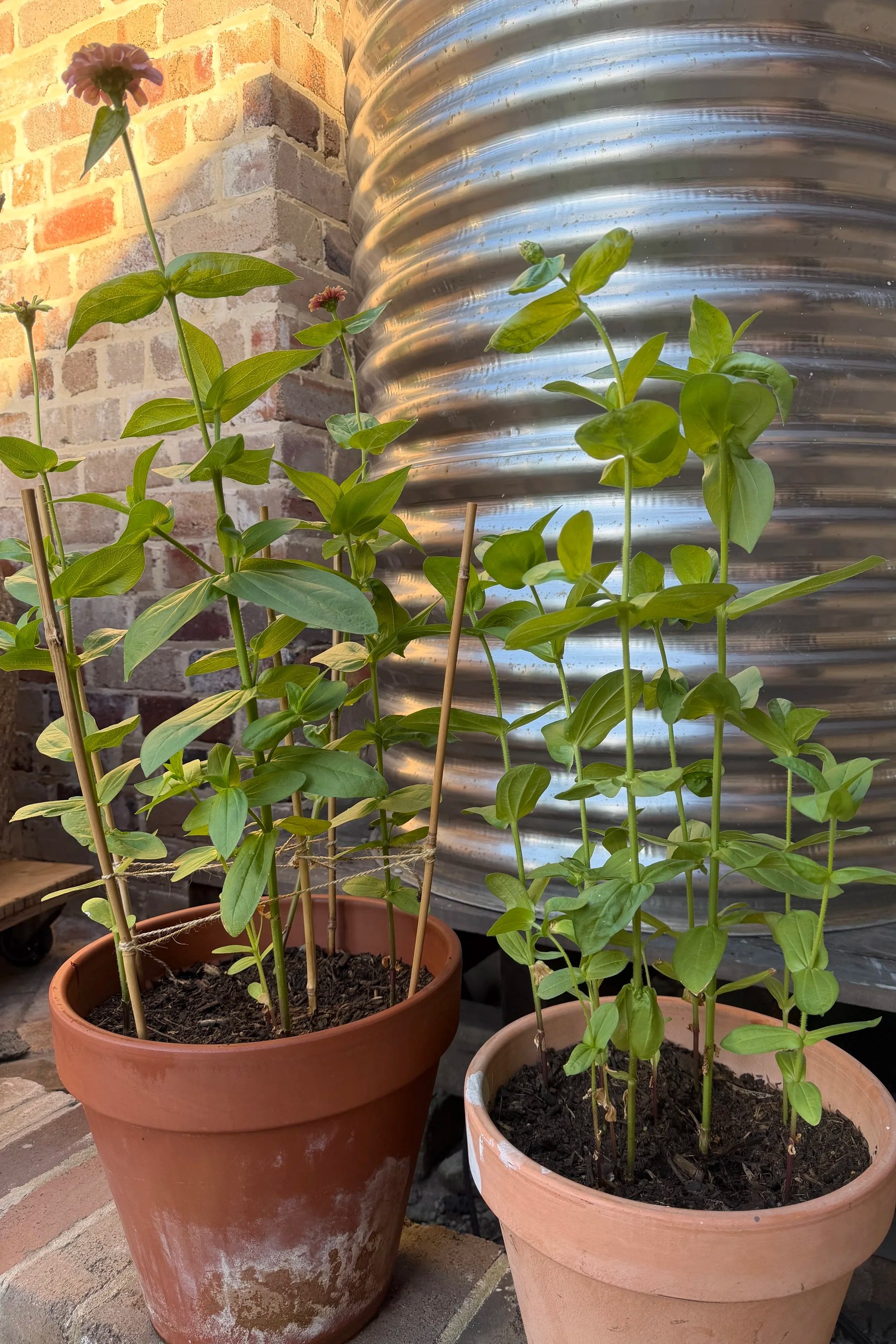 Zinnias in pots