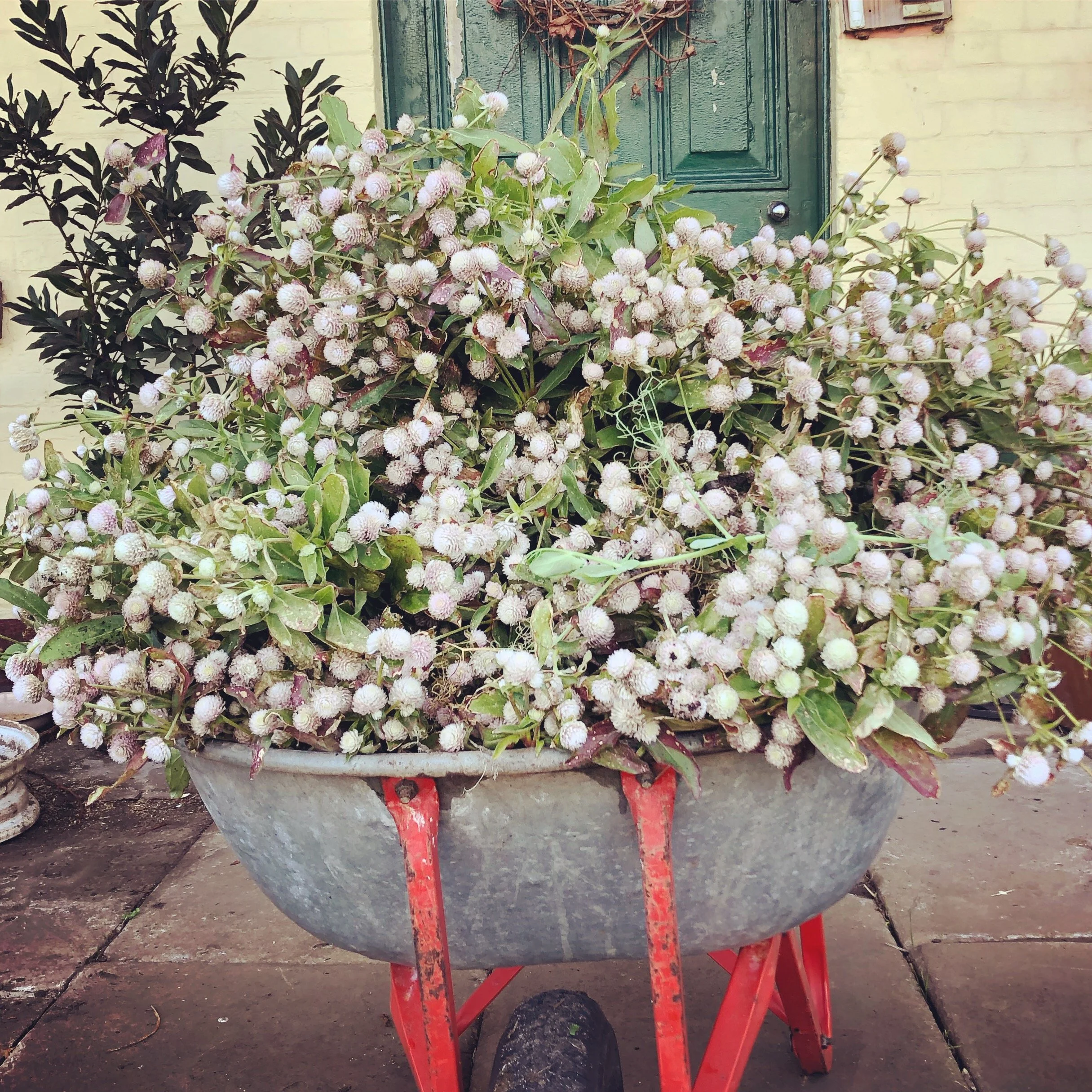 A wheelbarrow full of gomphrena