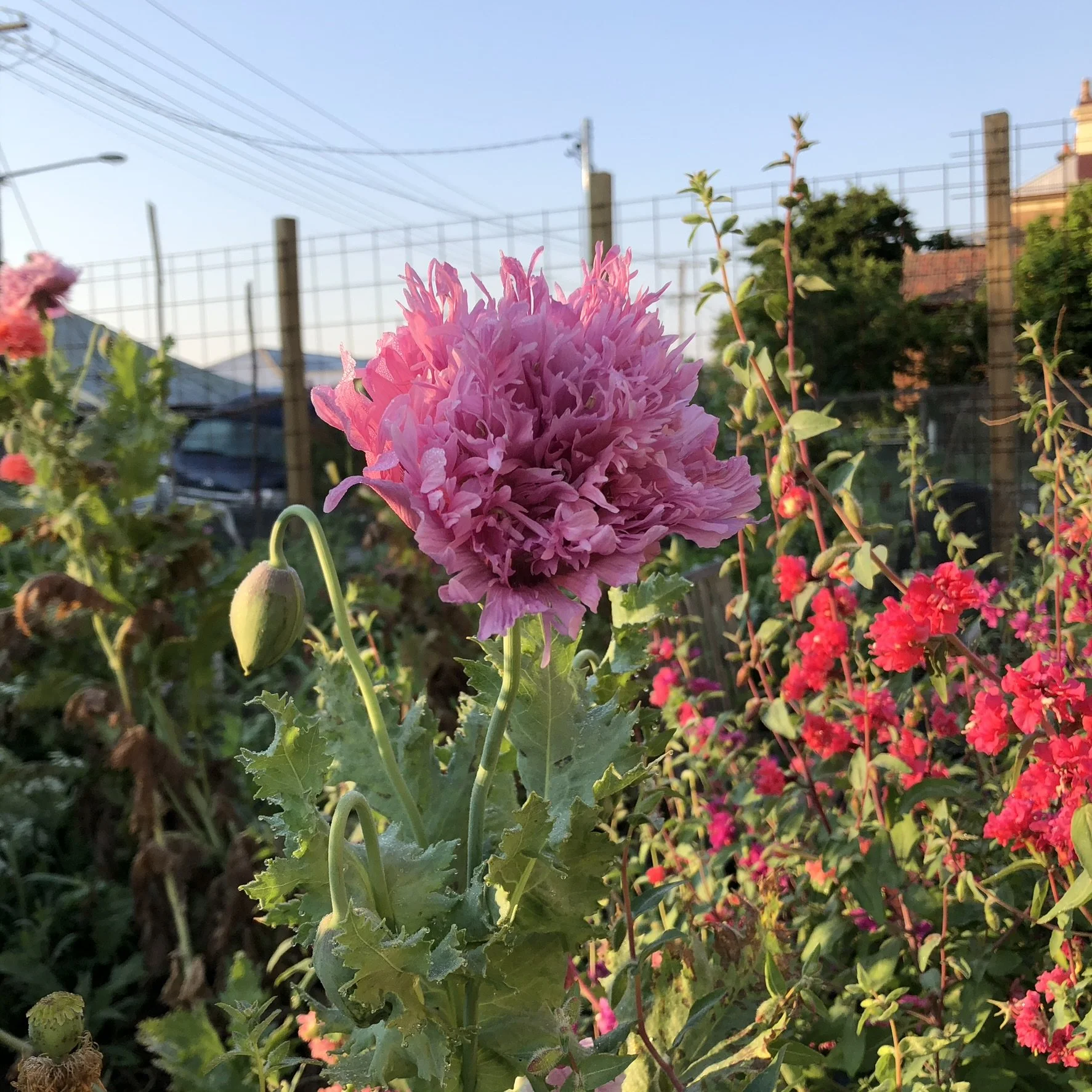 poppies and clarkia spring