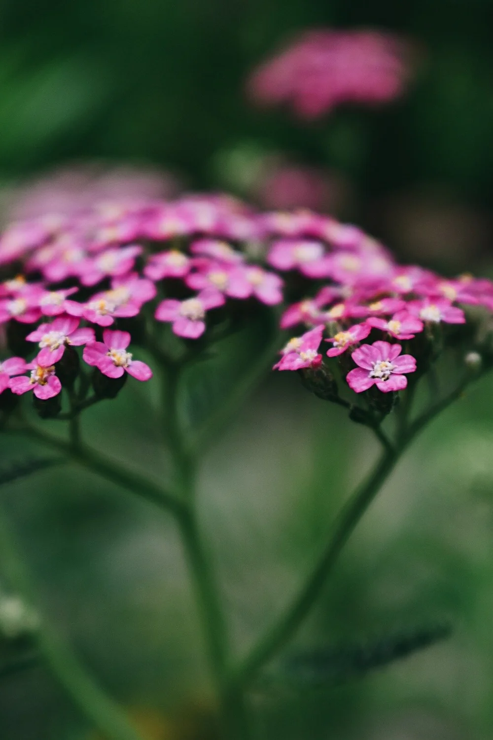 Yarrow Flower Essence