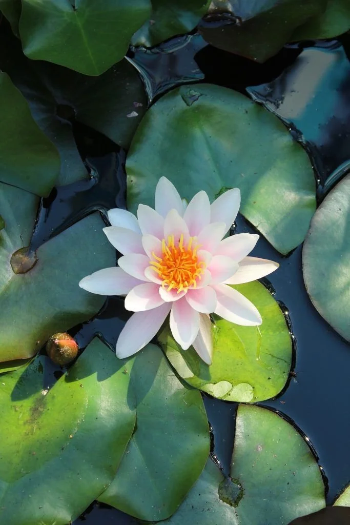 A pink and white water lily flower with yellow center petals, floating among green lily pads on a pond.