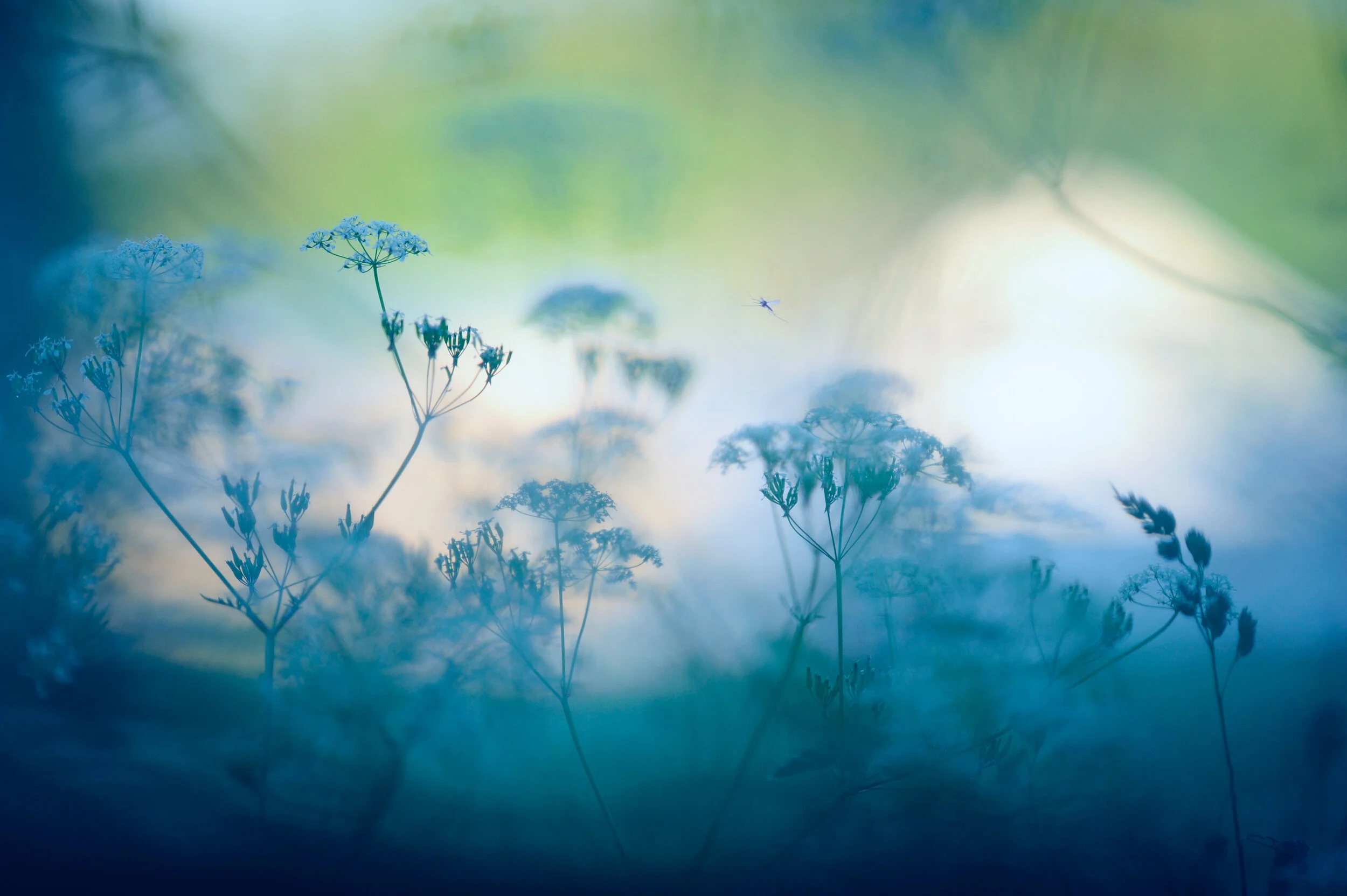 BLue Flowers.jpg