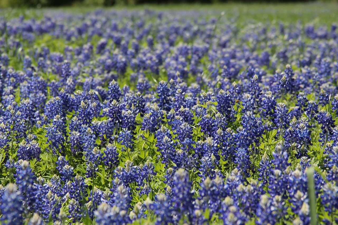 A field of bluebonnet flowers stretching into the distance.