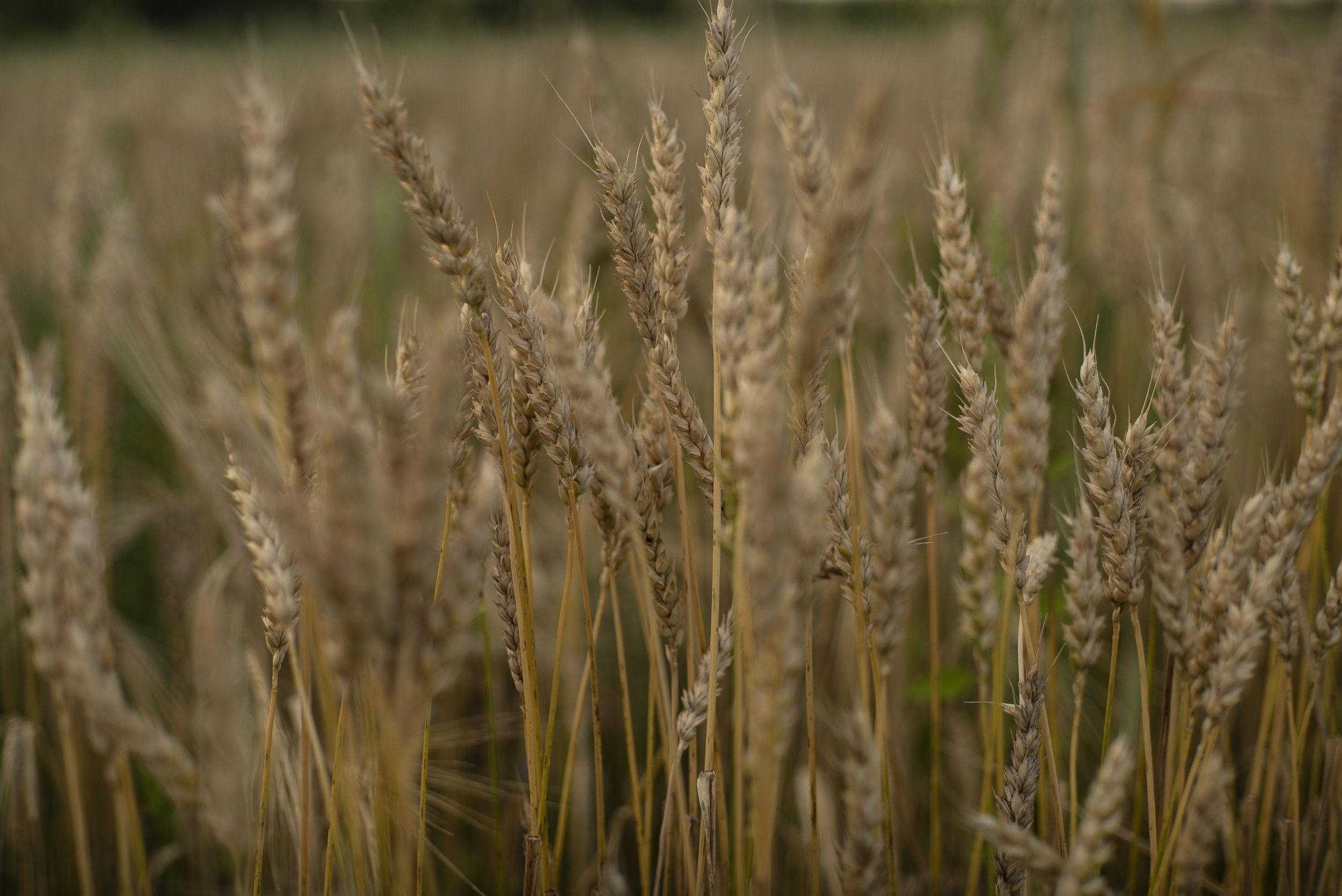 Episode 4 - Ounce of Prevention Worth Pound of Cure