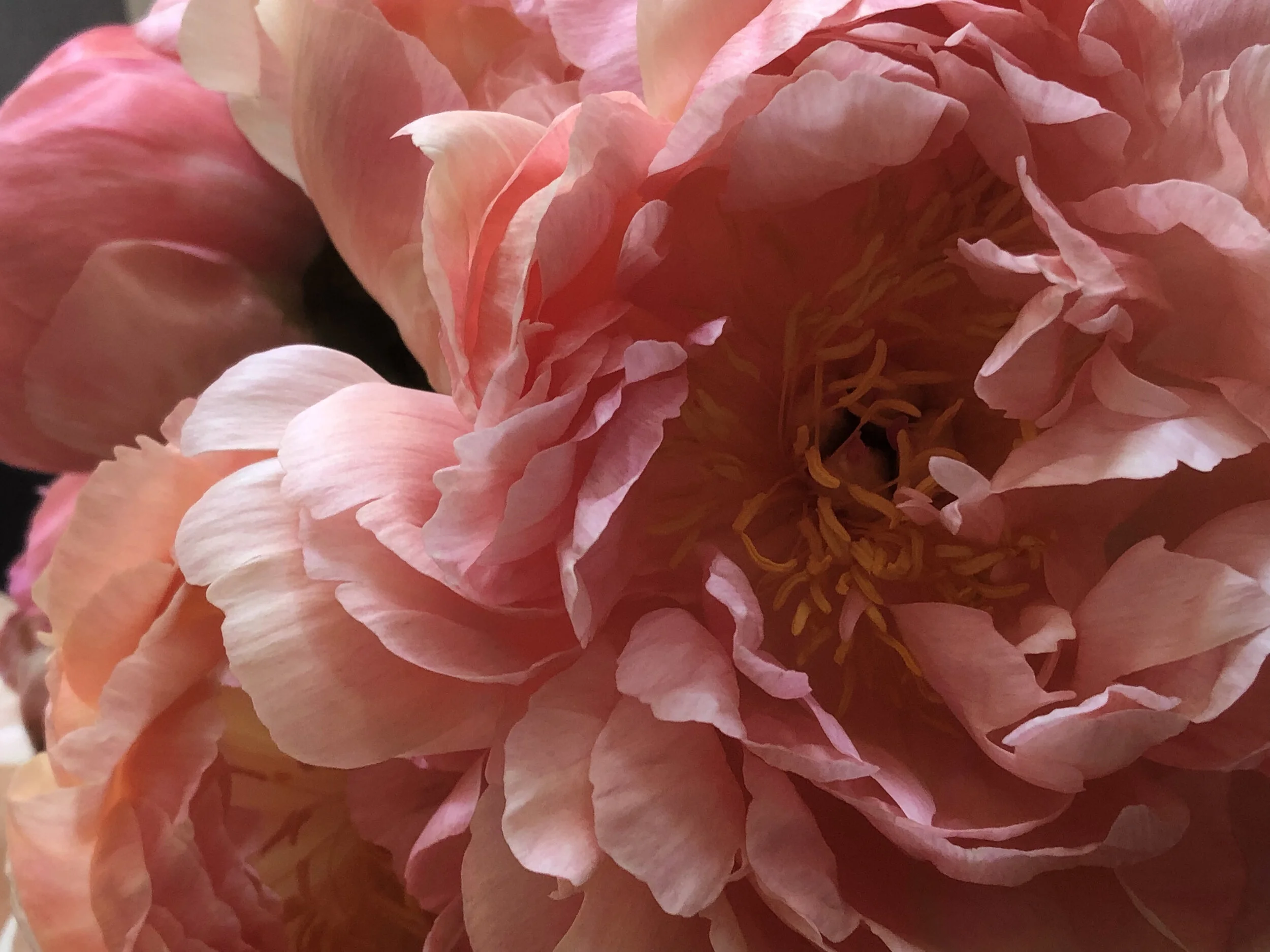 Peonies.jpg