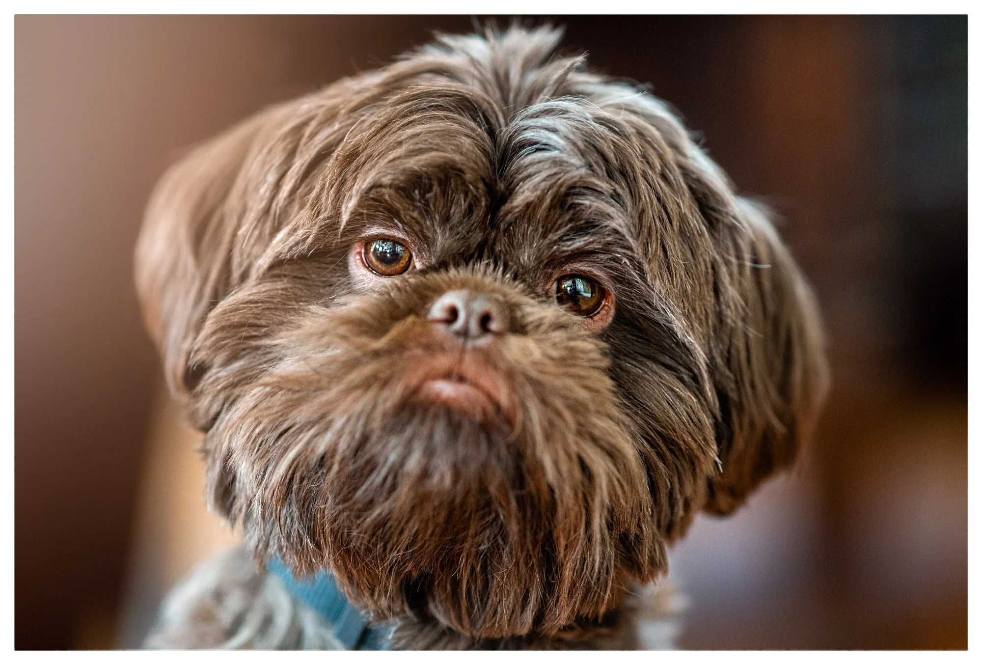 GerardoM-6013-FV1-Dog_Portrait-web.jpg