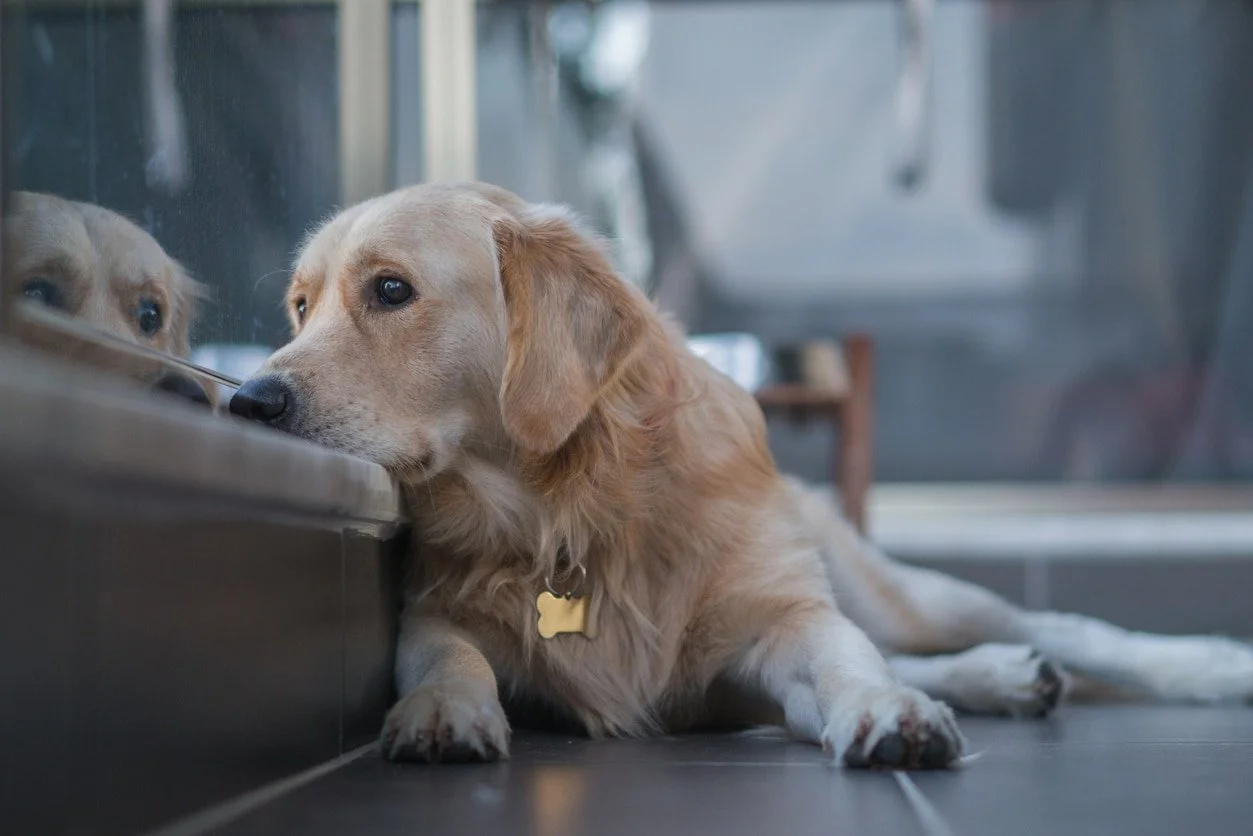 New FDA Guidance on GFI #265 for Veterinary Compounding