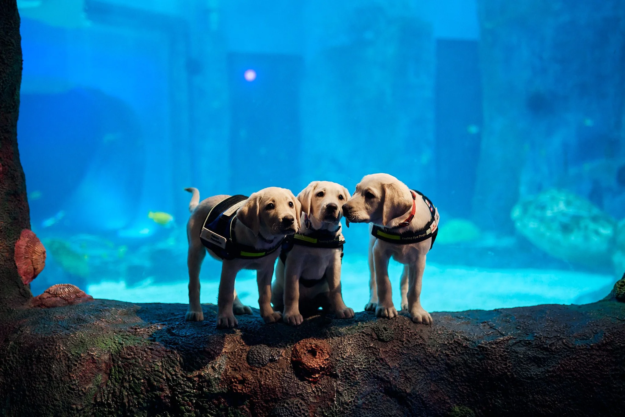 Pet Barn x Vision Australia