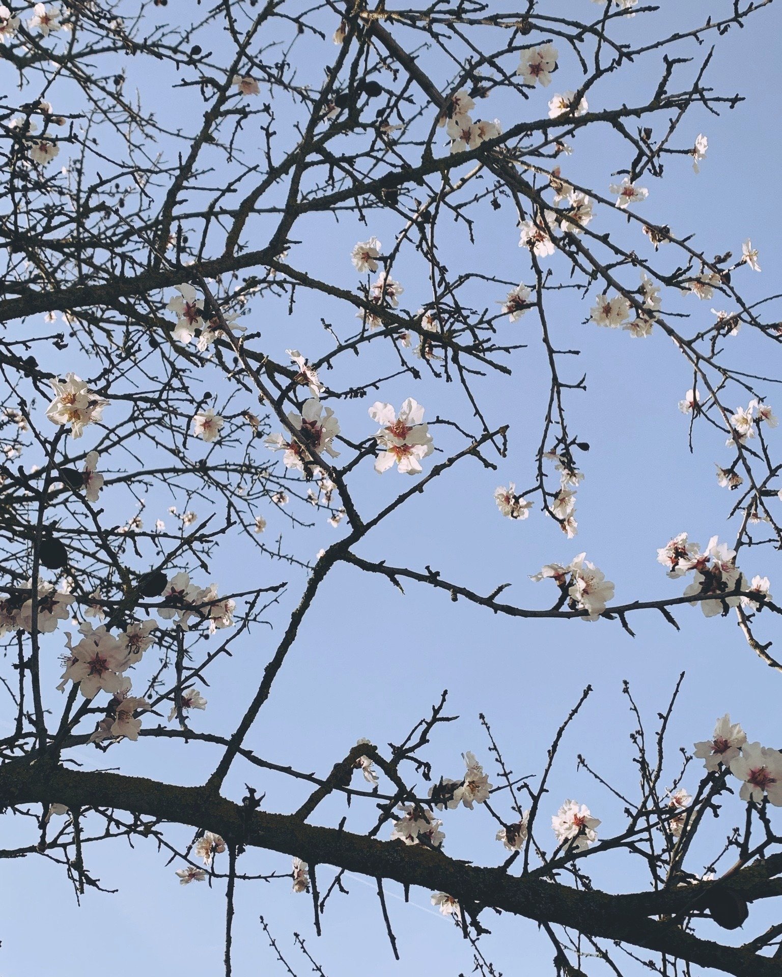 La primavera &egrave; un modo gentile della natura di dirci: 'Sorridi, la vita &egrave; bella!
-----
Spring is nature's gentle way to tell us: 'Smile, life is beautiful!

#RevaResort #primaveraamonforte #springtimeinLanga