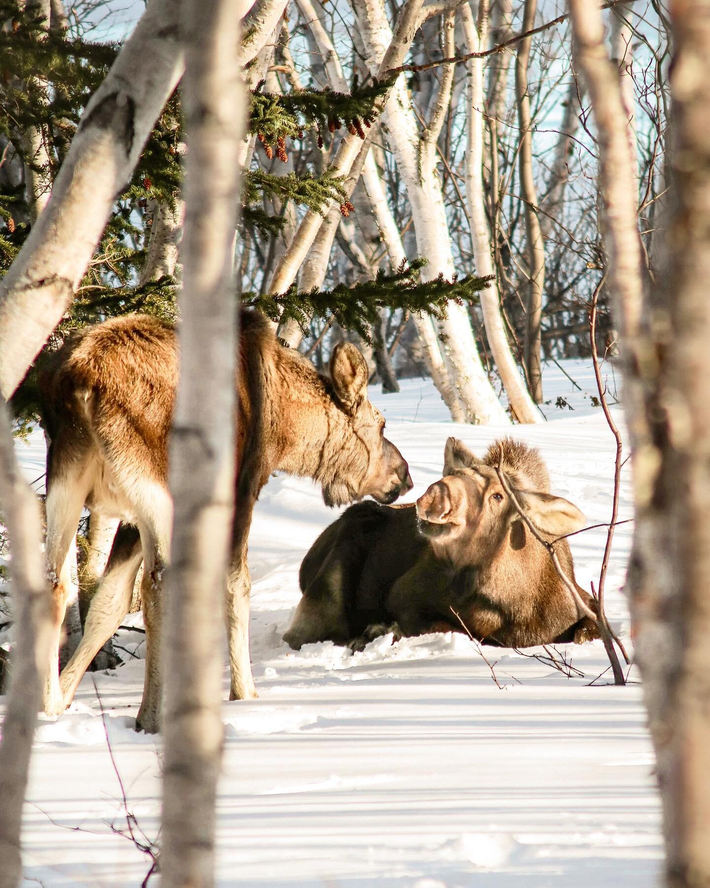 Muuaahh 😘
Happy Valentine&rsquo;s everyone 💕

#muah #moosemonday #valentine #visitcapebreton #novascotia #visitnovascotia #canada #explorecanada #wildlifephotography #planetearth #earthpix #imagesofcanada #halifaxnoise #cbcns #sonyalpha #beautifuld