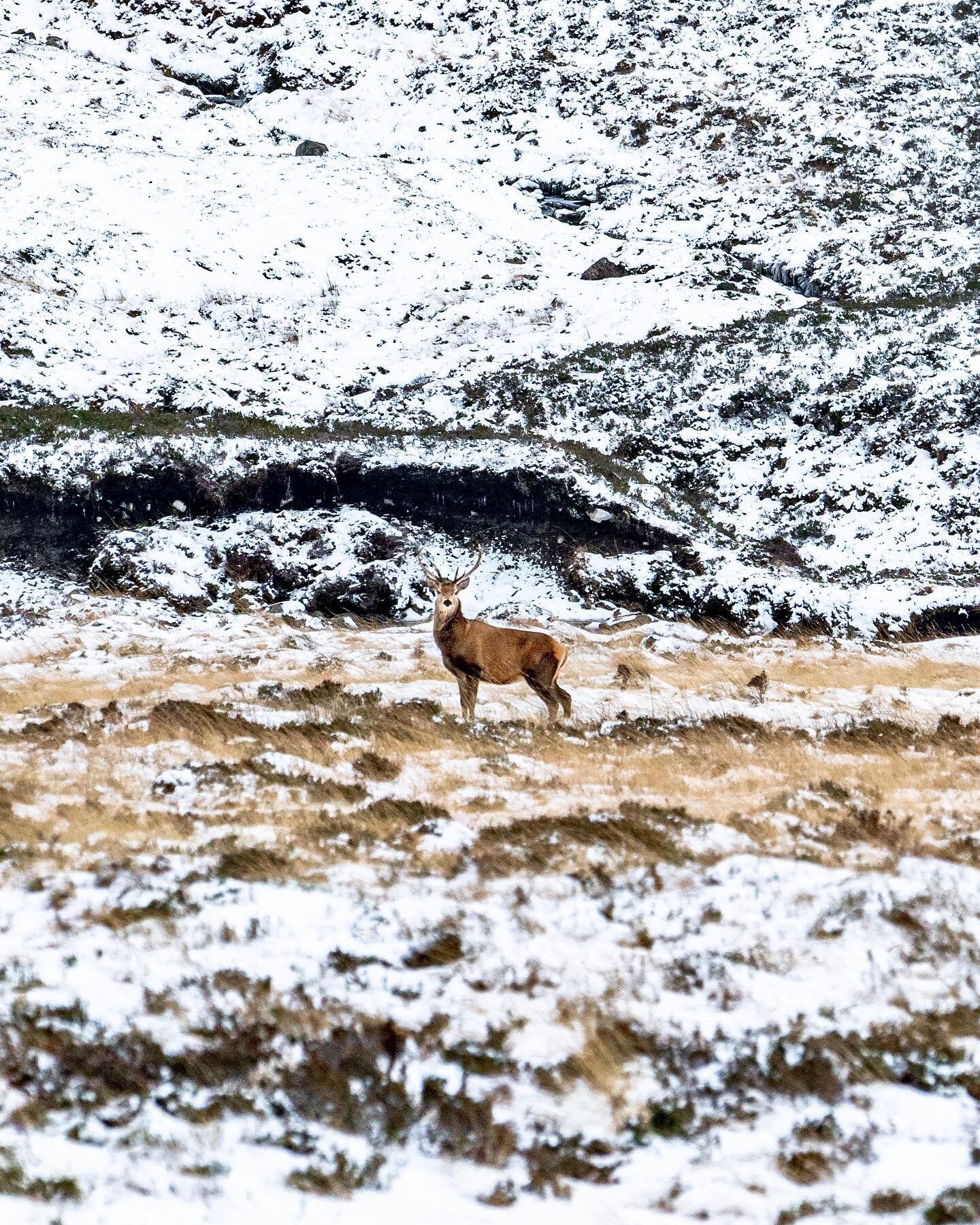 When we first set out on our @northcoast500 travels one of the main animals we hoped to see was a wild stag.. and boy did our wishes come true. 🦌

The trip started as a blustery drive through the Cairngorms making our way to Inverness and beyond, ke
