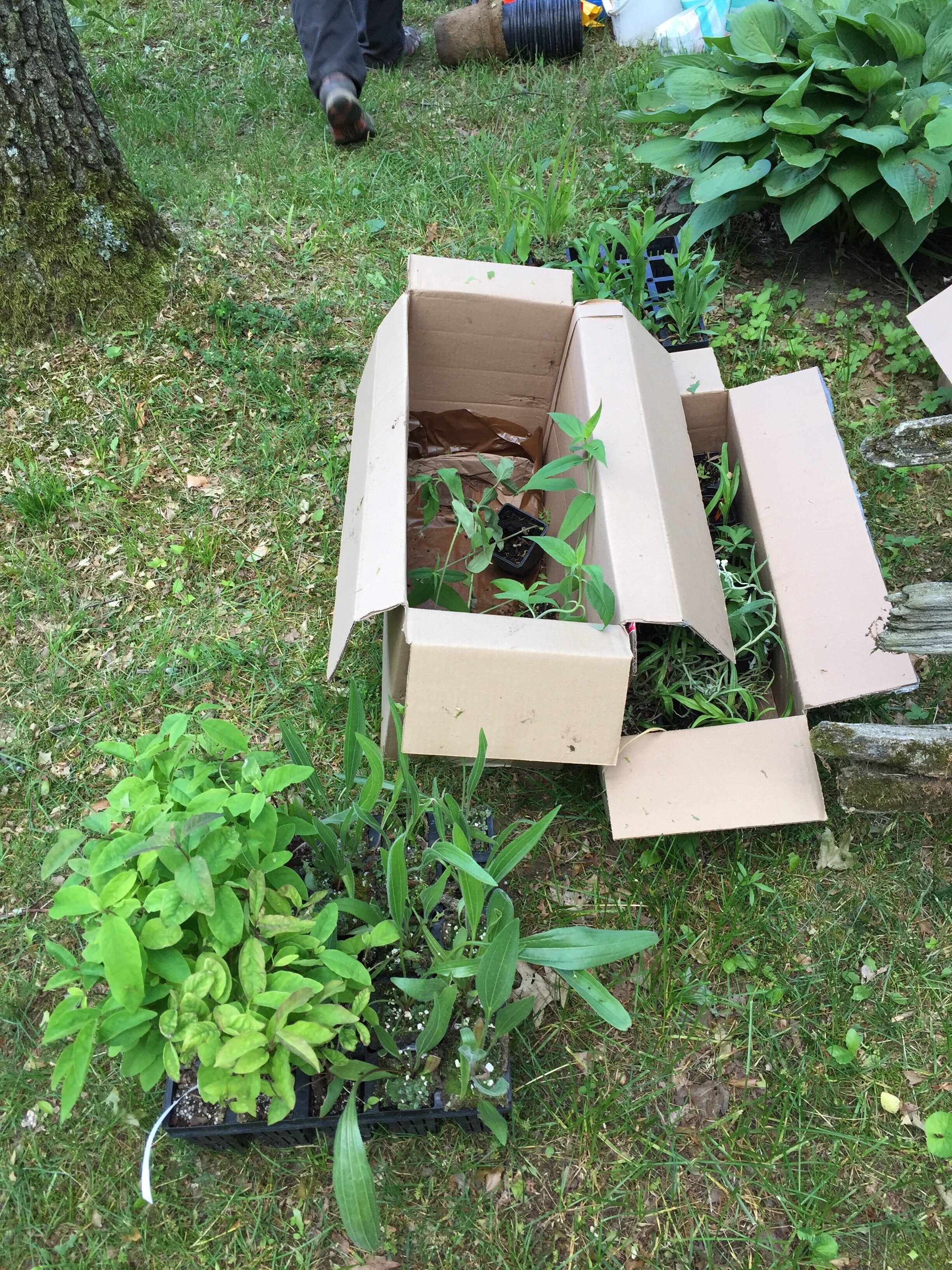 Native trees and bushes planted in the forest and along the creek embankment