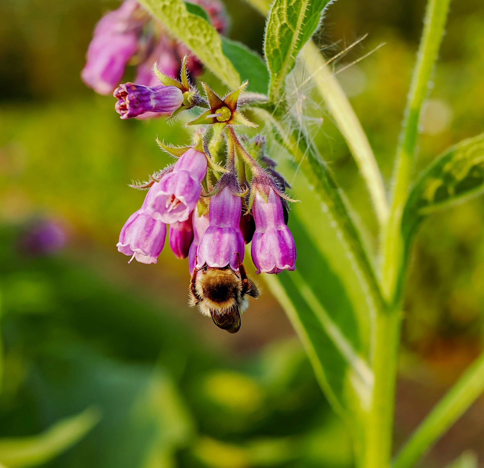 Comfrey Monograph: Nature’s Healing Ally for Joints & Bones
