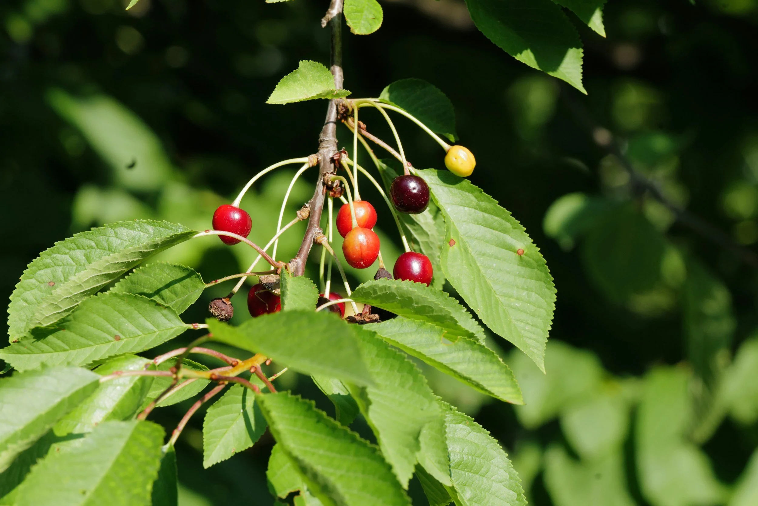 Wild Cherry Bark: The Respiratory Ally