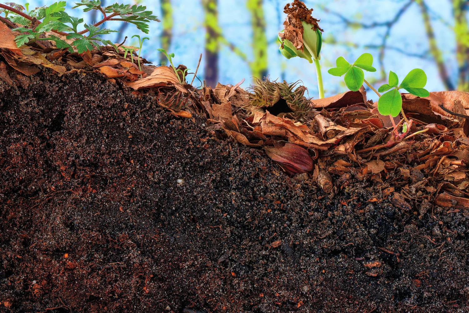 Decompoding Plnt Soil Composition and its Effects on Plants — Elemental Planet