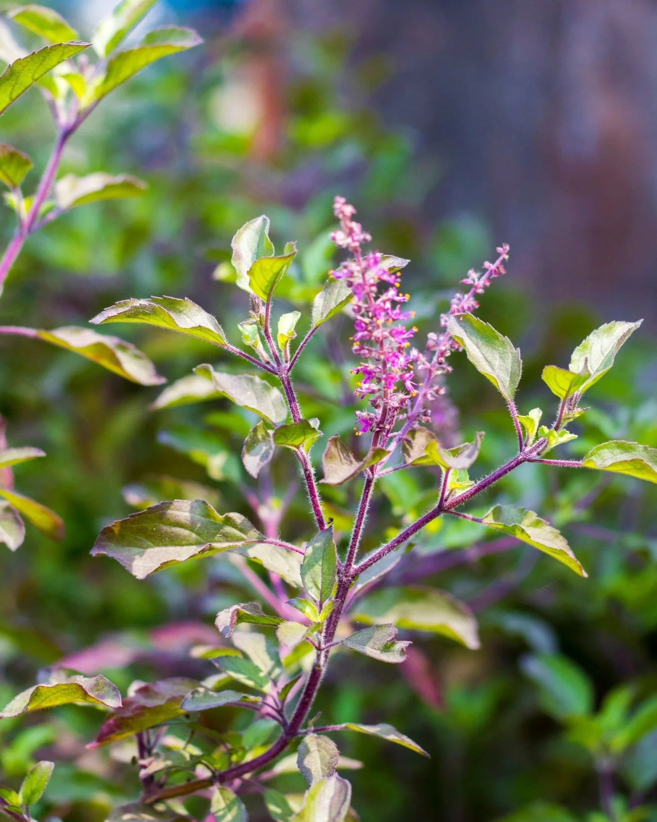 6 Herbs to Support Cognitive Function — Elemental Planet