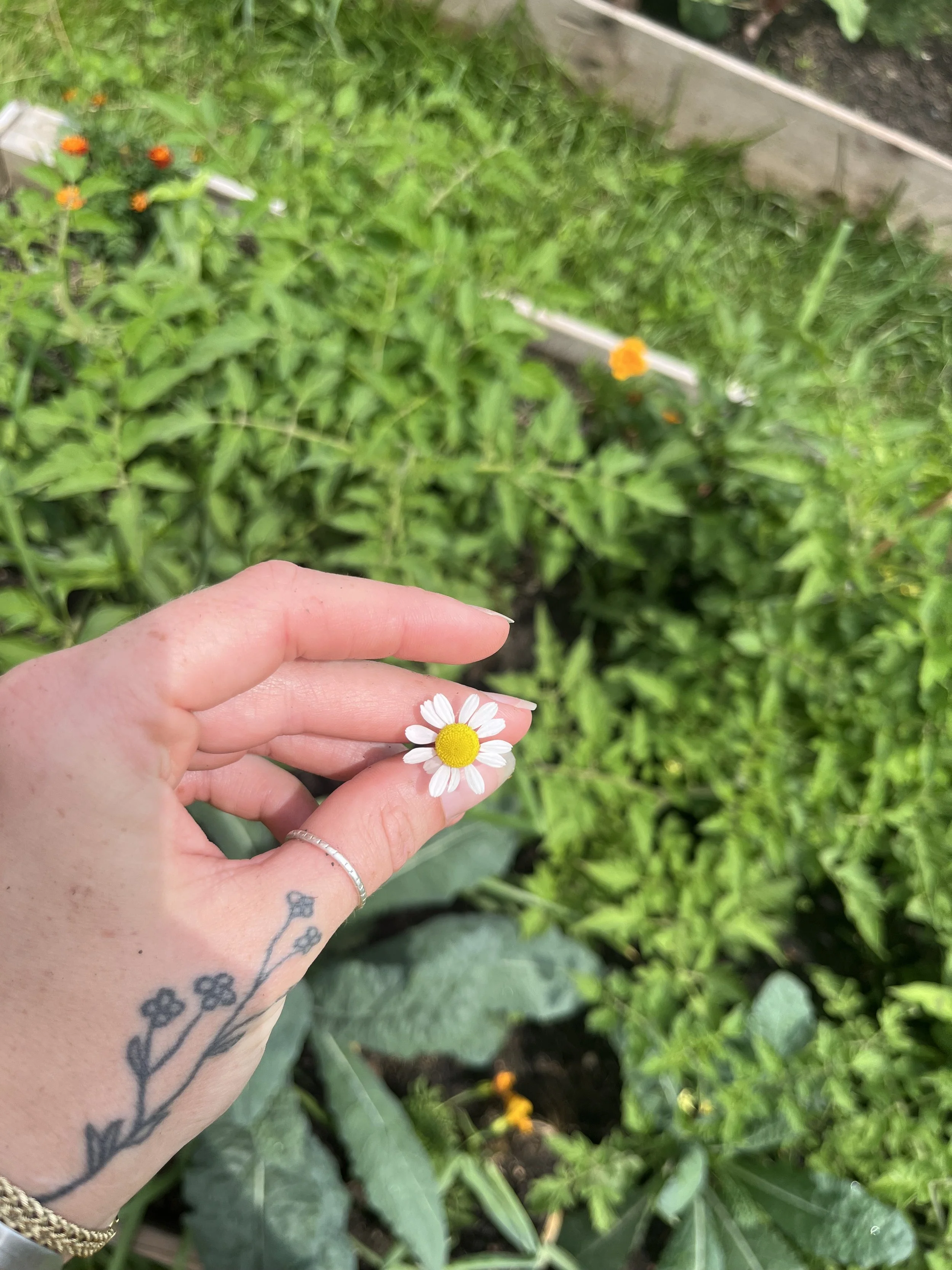 Rooting in the Garden: Returning to the Land That Calls Me