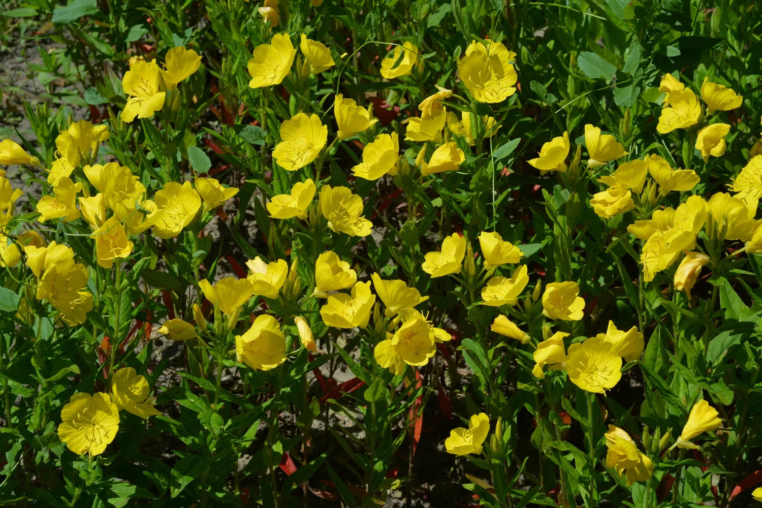 Evening Primrose Oil: A Natural Boost for Hormonal & Skin Health ...