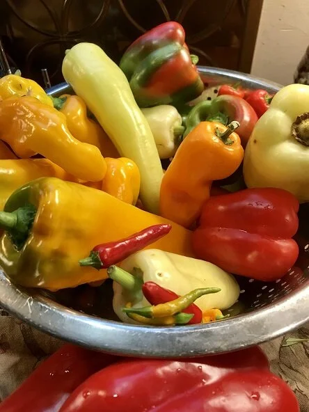 The wicking container method; Start pepper, eggplant &amp; okra seeds in mid-March