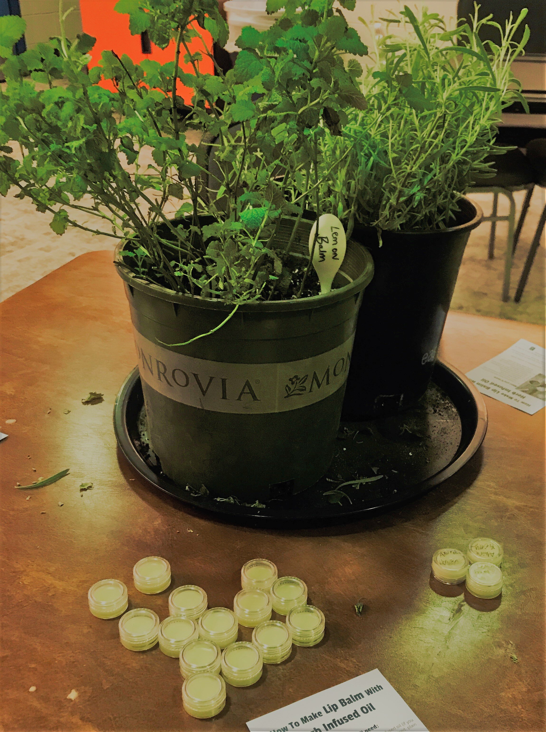 Herbs can be made into useful personal care products like lip balm (Copy)