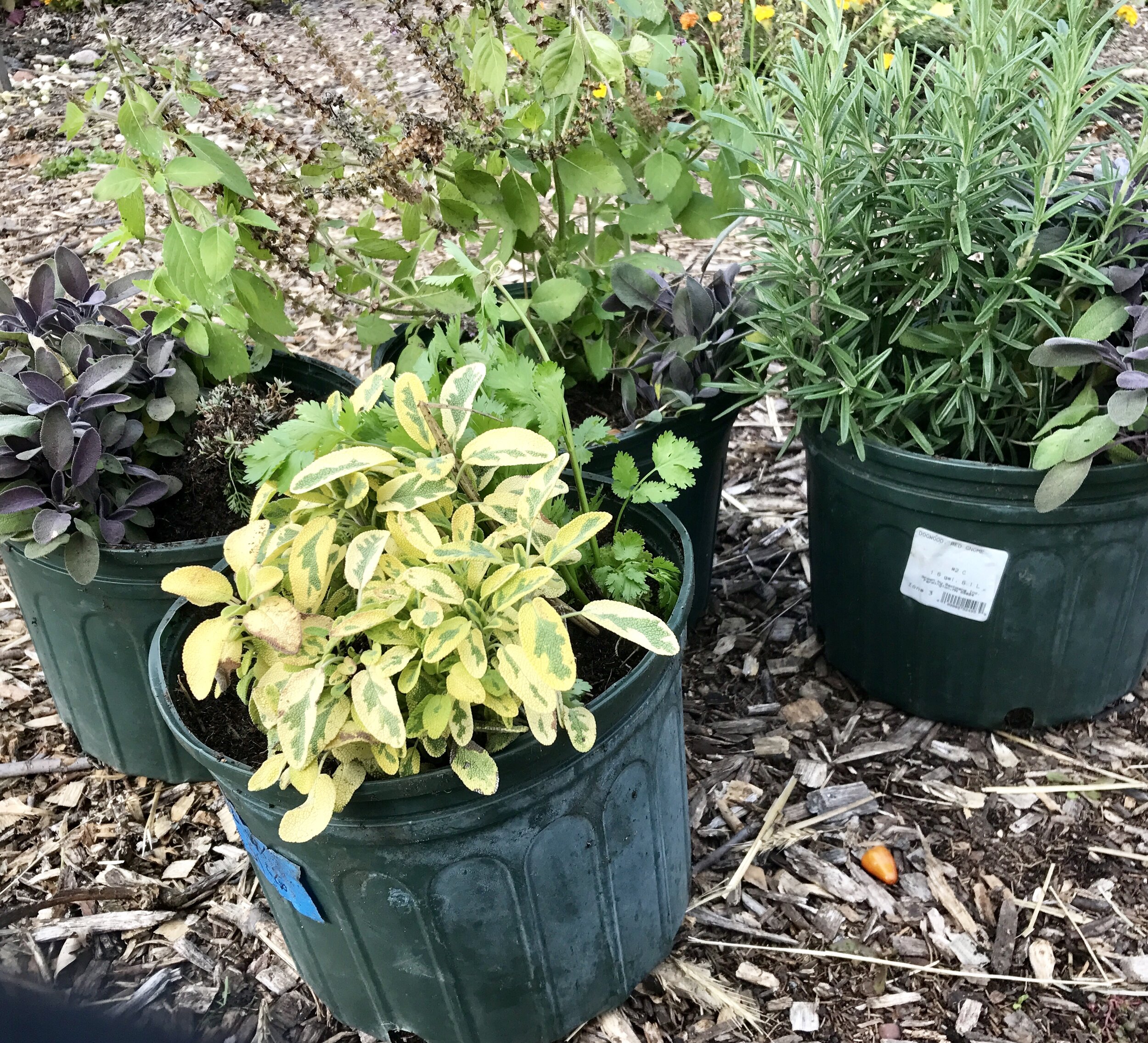 herbs from the garden can be potted up to come inside (Copy)