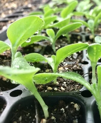 Potting soil tips