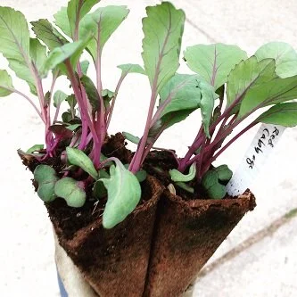 Start your long-season, cold crops