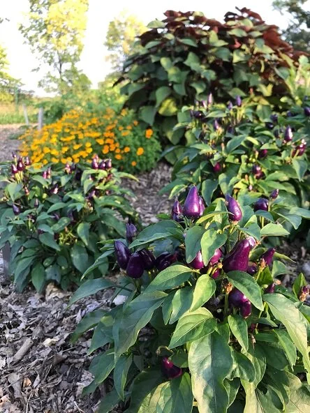 Plan your garden- some great resources while you wait for seeds to sprout