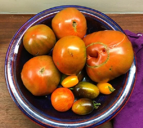 Tomato time!