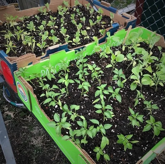 Spring seedling care