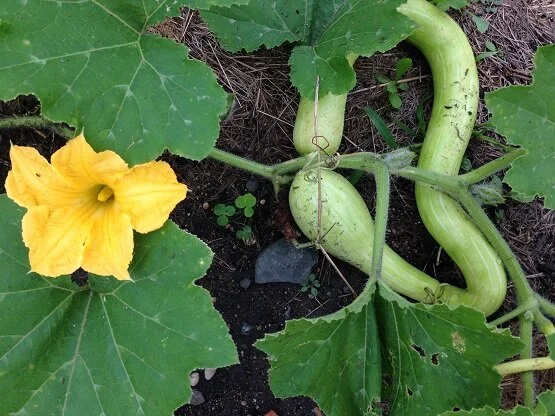 Last of the warm-season direct-sowing seeds are ready for planting in your garden