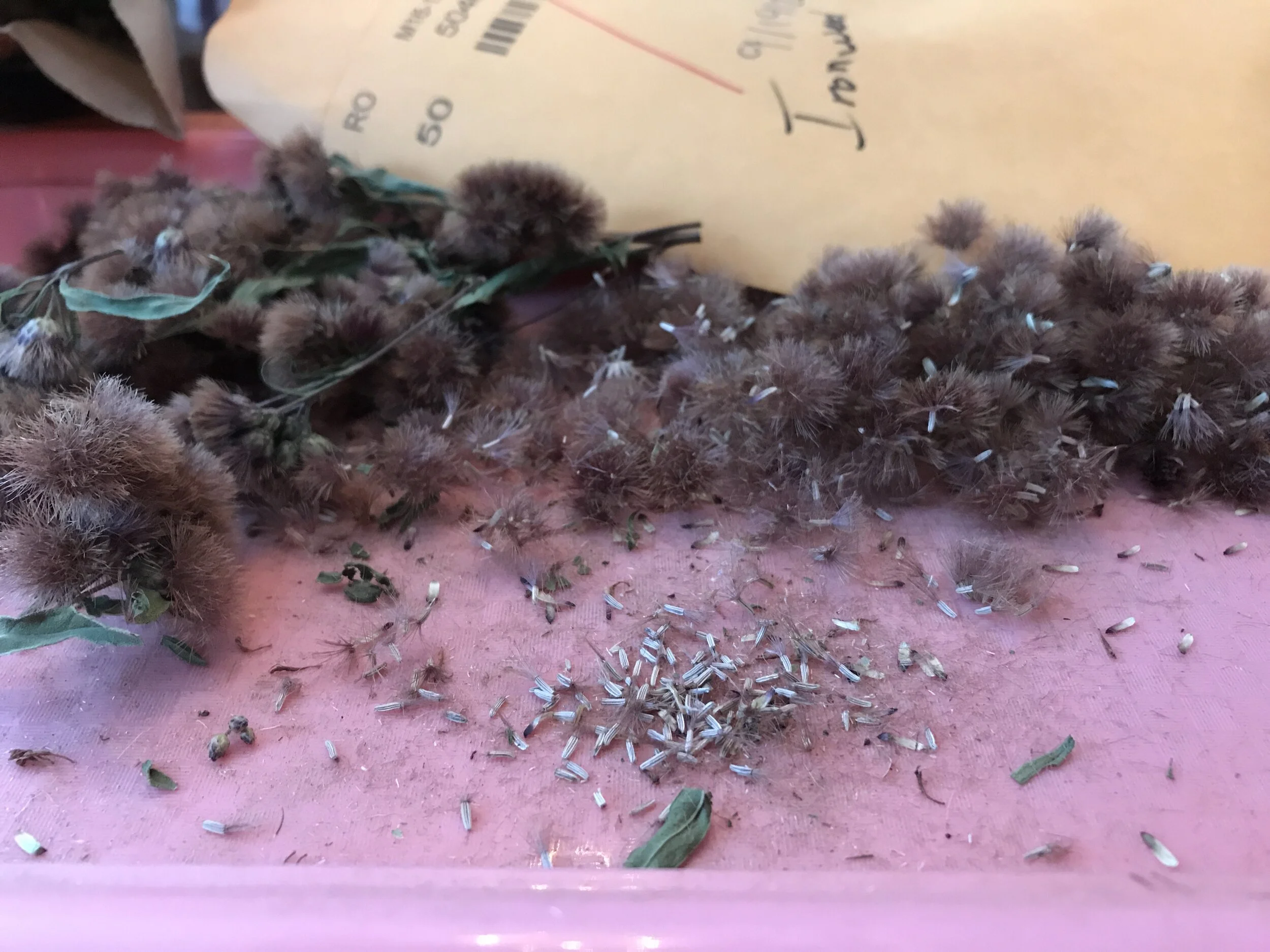 Cleaning ironwood seed harvested by volunteers locally for redistribution in 2021