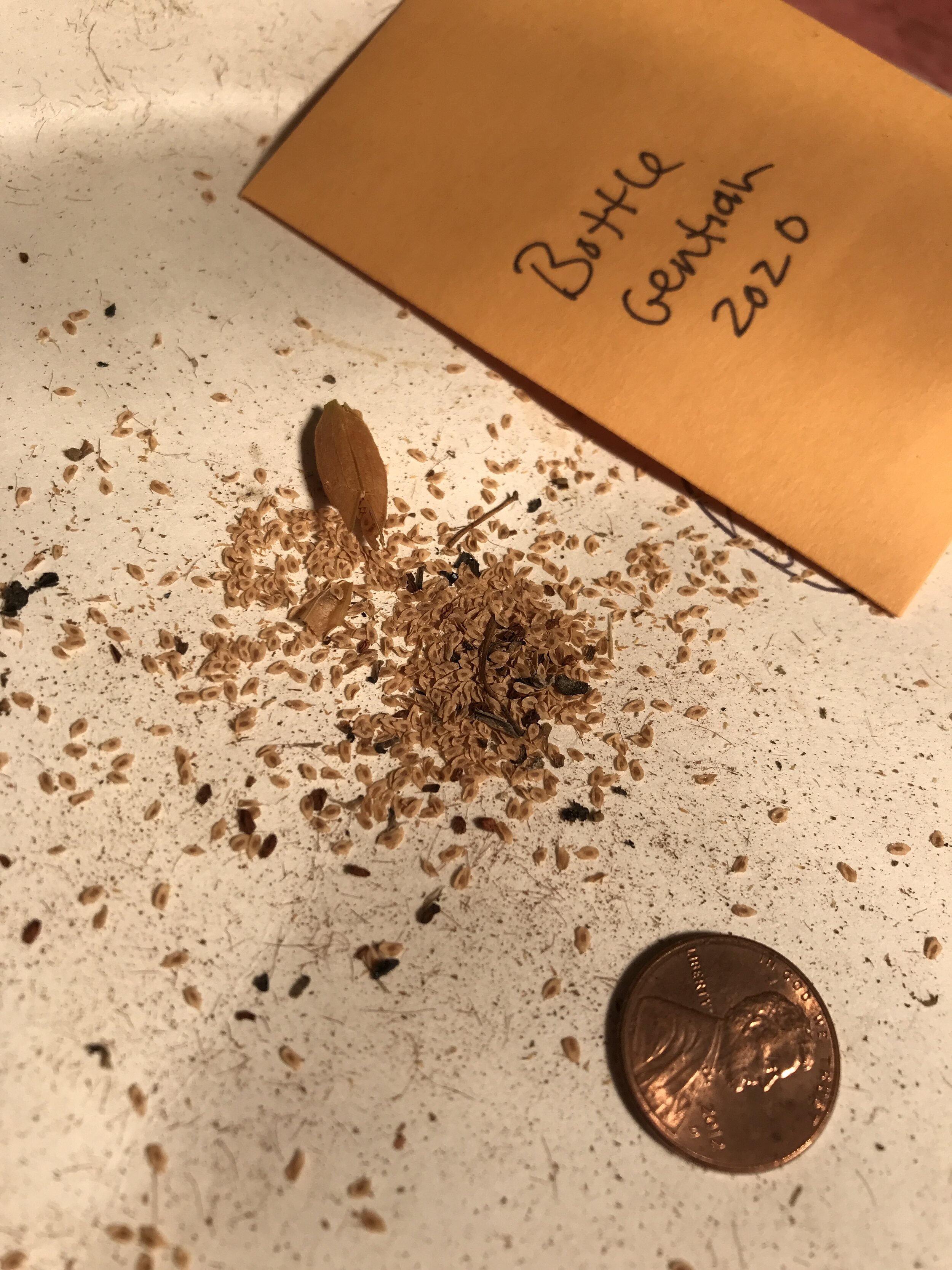 Tiny Bottle Gentian seeds during seed cleaning; Each seed is so unique