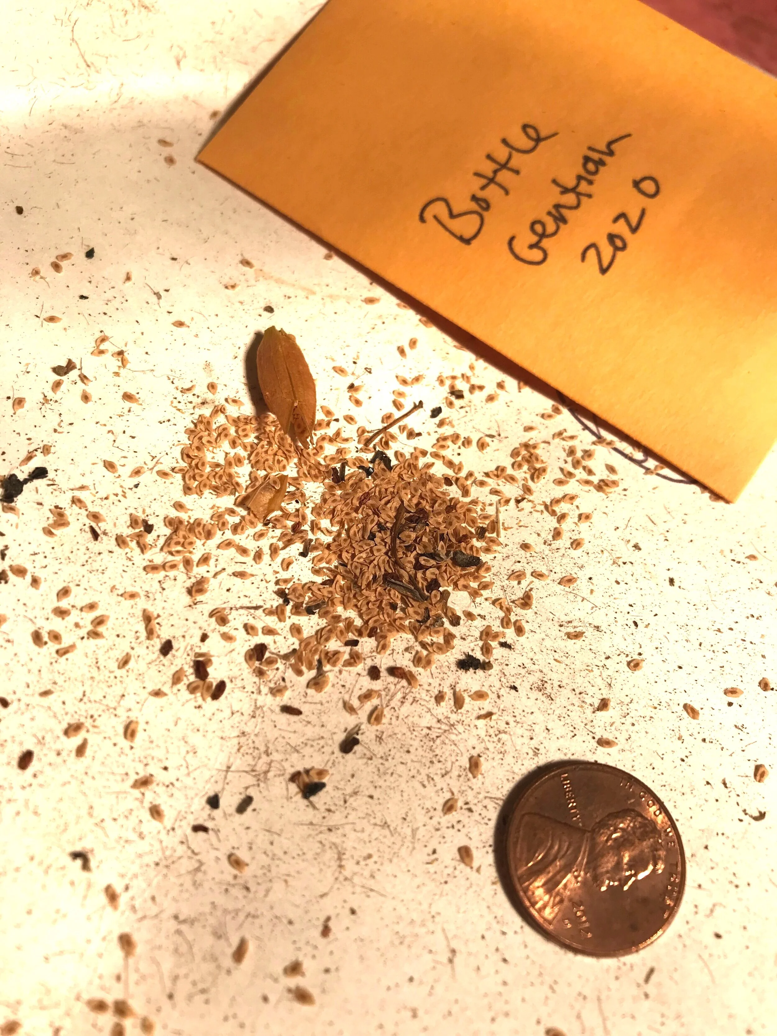 Cyber Seed Crawl swap &amp; other seed keeping successes