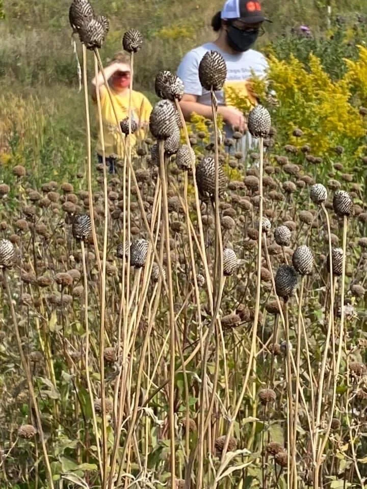 Seed harvesting tour in September stopped at Pierce Butler Meadow