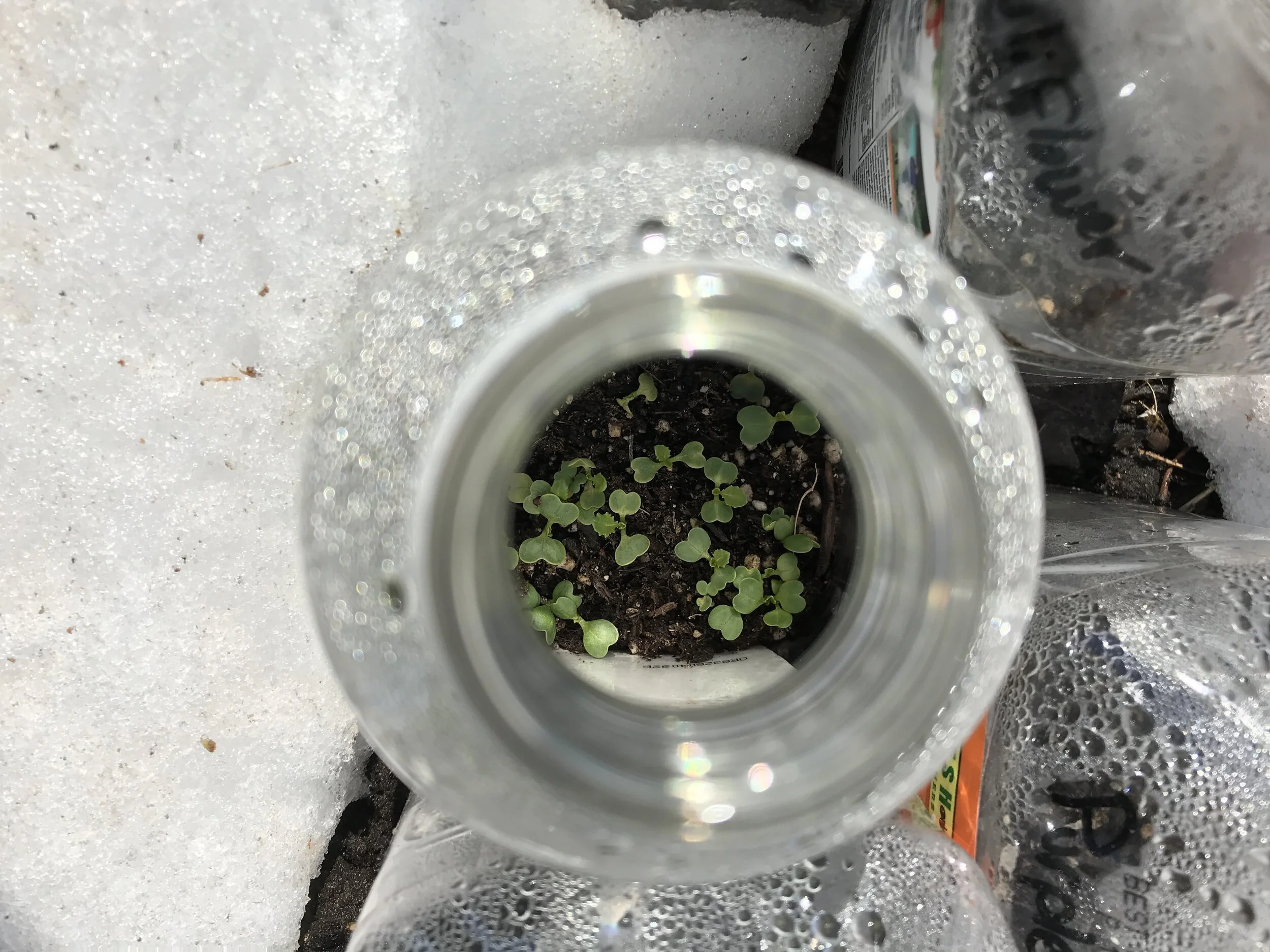  the Winter &amp; (Spring) Sowing Method using recyclable containers