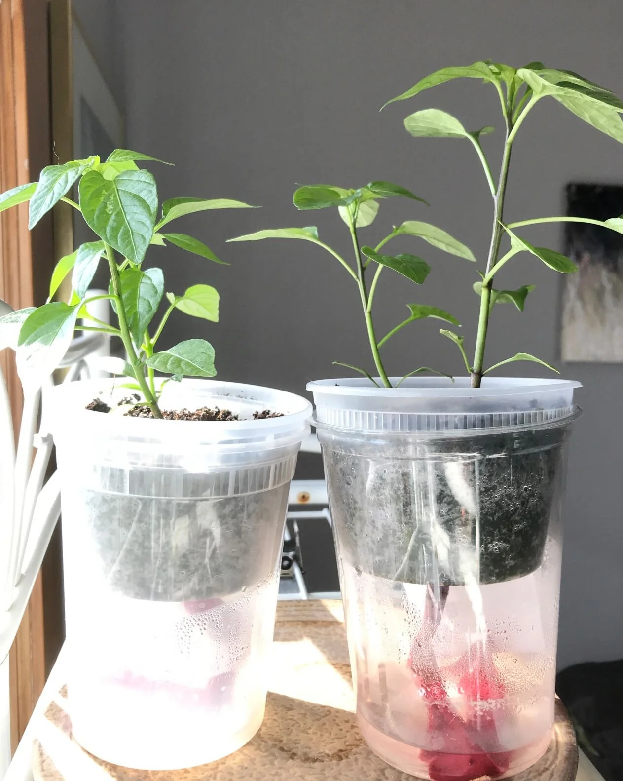 The wicking container seed starting method