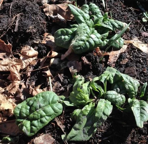 spinach spring for web.JPG