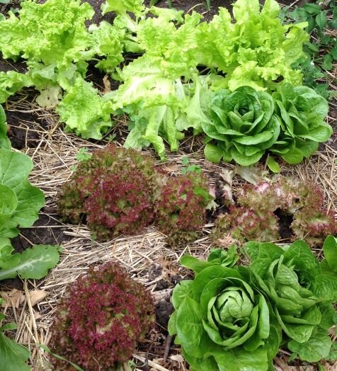 spring lettuce for web.jpg